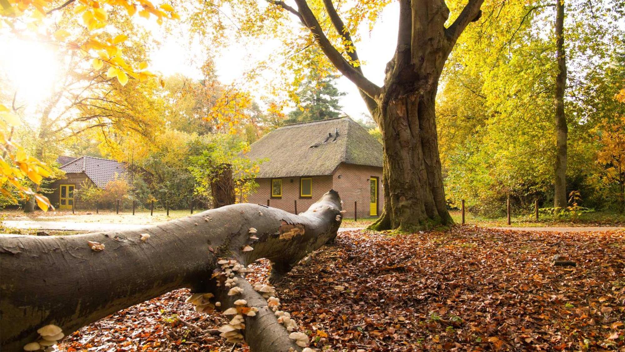 Molecaten Park De Leemkule Hattem Habitación foto